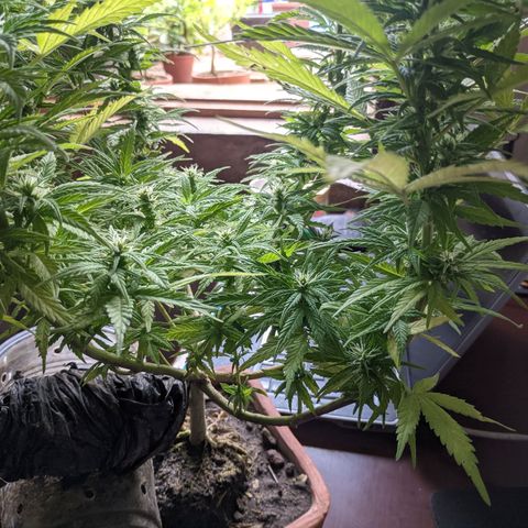 Genética desconocida growlog photo: 1er abono de floración_Abono orgánico de Potasio.
No hay enraizamiento del esqueje, se vuelve a colocar la tierra.
Todas las colas presentan pistilos.