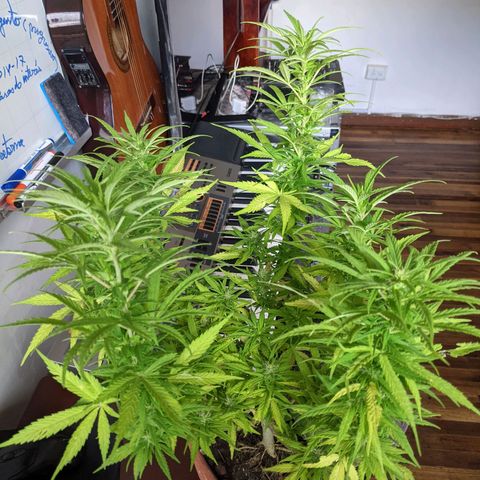Genética desconocida growlog photo: 1er abono de floración_Abono orgánico de Potasio.
No hay enraizamiento del esqueje, se vuelve a colocar la tierra.
Todas las colas presentan pistilos.