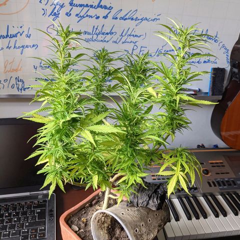 Genética desconocida growlog photo: 1er abono de floración_Abono orgánico de Potasio.
No hay enraizamiento del esqueje, se vuelve a colocar la tierra.
Todas las colas presentan pistilos.