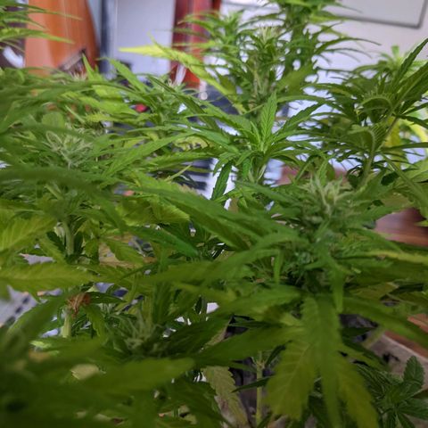 Genética desconocida growlog photo: 1er abono de floración_Abono orgánico de Potasio.
No hay enraizamiento del esqueje, se vuelve a colocar la tierra.
Todas las colas presentan pistilos.