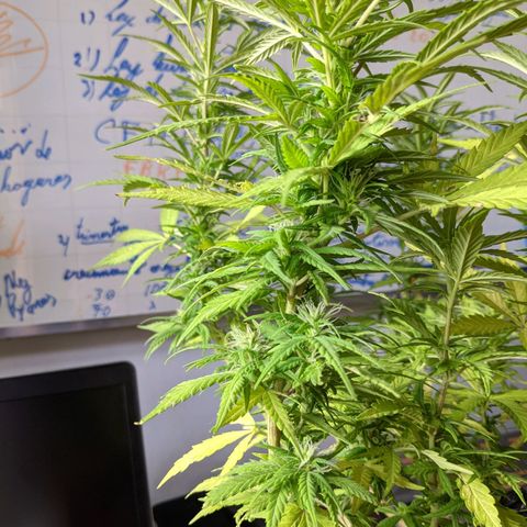 Genética desconocida growlog photo: 1er abono de floración_Abono orgánico de Potasio.
No hay enraizamiento del esqueje, se vuelve a colocar la tierra.
Todas las colas presentan pistilos.