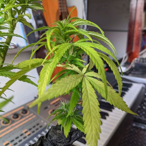Genética desconocida growlog photo: 1er abono de floración_Abono orgánico de Potasio.
No hay enraizamiento del esqueje, se vuelve a colocar la tierra.
Todas las colas presentan pistilos.