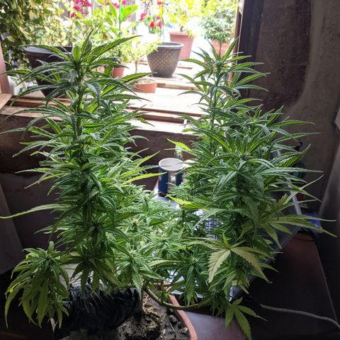 Genética desconocida growlog photo: 1er abono de floración_Abono orgánico de Potasio.
No hay enraizamiento del esqueje, se vuelve a colocar la tierra.
Todas las colas presentan pistilos.