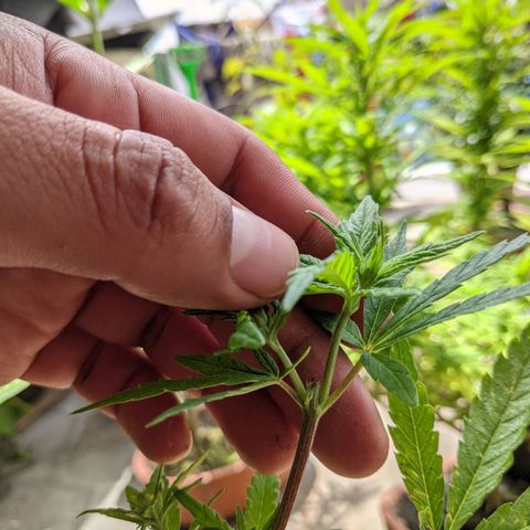 Genética desconocida growlog photo: Planta macho florece hembra en una cola.