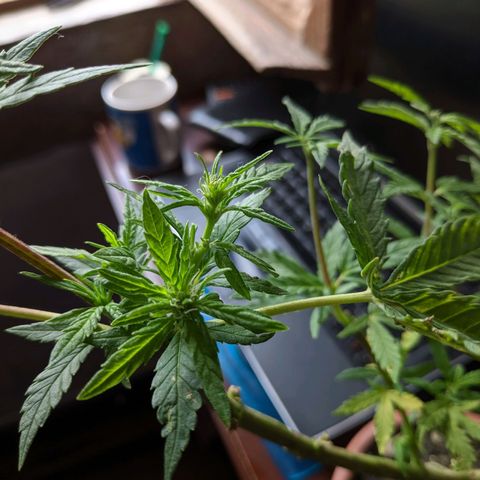 Genética desconocida growlog photo: Planta macho florece hembra en una cola.