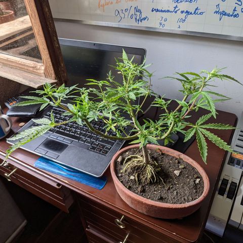Genética desconocida growlog photo: Planta macho florece hembra en una cola.