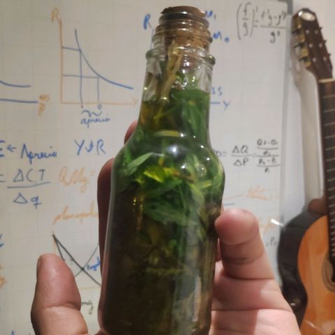 Genética desconocida growlog photo: Tintura con aceite de oliva.