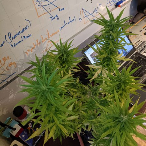 Genética desconocida growlog photo: 2do abono de floración a base de plátano y papa con pocas hojas de cedrón. 
Los estigmas más largos llegan a 1 cm.