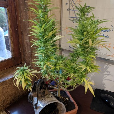Genética desconocida growlog photo: 2do abono de floración a base de plátano y papa con pocas hojas de cedrón. 
Los estigmas más largos llegan a 1 cm.