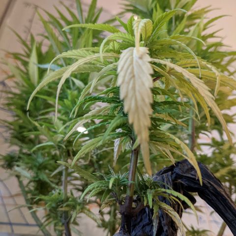 Genética desconocida growlog photo: 2do abono de floración a base de plátano y papa con pocas hojas de cedrón. 
Los estigmas más largos llegan a 1 cm.