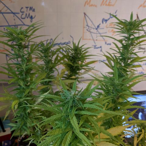 Genética desconocida growlog photo: 2do abono de floración a base de plátano y papa con pocas hojas de cedrón. 
Los estigmas más largos llegan a 1 cm.