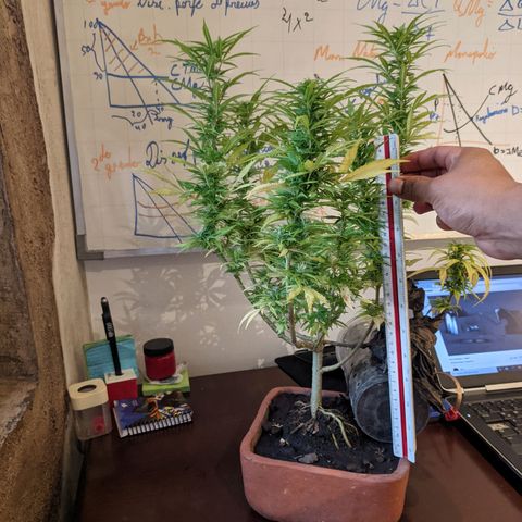 Genética desconocida growlog photo: 2do abono de floración a base de plátano y papa con pocas hojas de cedrón. 
Los estigmas más largos llegan a 1 cm.