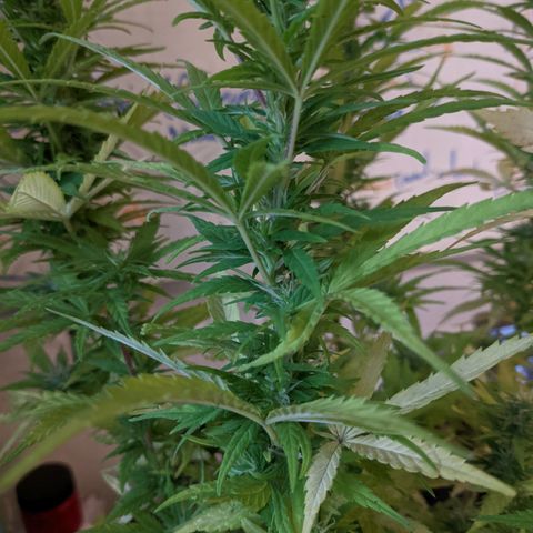 Genética desconocida growlog photo: 2do abono de floración a base de plátano y papa con pocas hojas de cedrón. 
Los estigmas más largos llegan a 1 cm.