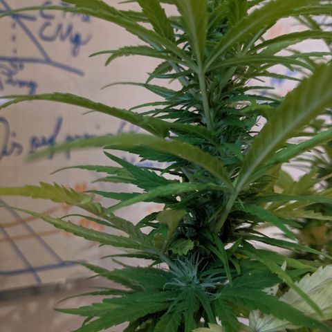 Genética desconocida growlog photo: 2do abono de floración a base de plátano y papa con pocas hojas de cedrón. 
Los estigmas más largos llegan a 1 cm.