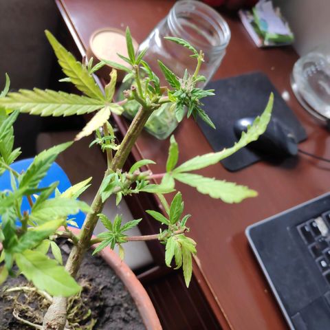 Genética desconocida growlog photo: Una bolsa de la planta macho se encontró abierta.
Cogollos de la planta hermafrodita aparecen en otras ramas.