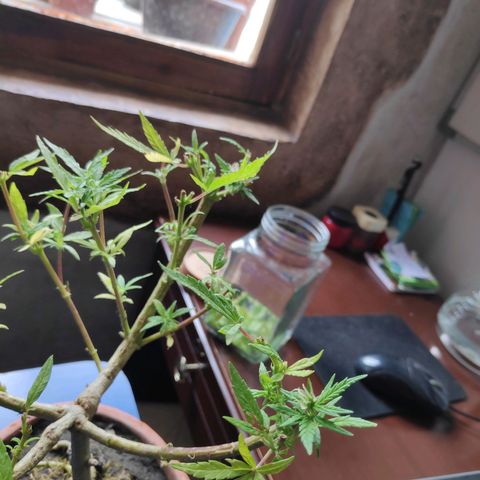 Genética desconocida growlog photo: Una bolsa de la planta macho se encontró abierta.
Cogollos de la planta hermafrodita aparecen en otras ramas.