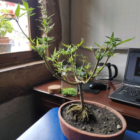 Genética desconocida growlog photo: Una bolsa de la planta macho se encontró abierta.
Cogollos de la planta hermafrodita aparecen en otras ramas.