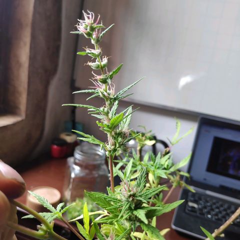 Genética desconocida growlog photo: Una bolsa de la planta macho se encontró abierta.
Cogollos de la planta hermafrodita aparecen en otras ramas.