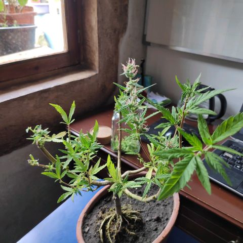 Genética desconocida growlog photo: Una bolsa de la planta macho se encontró abierta.
Cogollos de la planta hermafrodita aparecen en otras ramas.