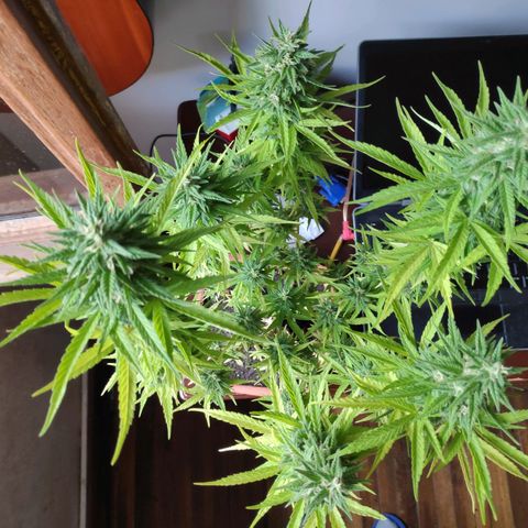 Genética desconocida growlog photo: Abundante escarcha.