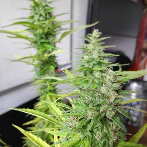 Genética desconocida growlog photo: Abundante escarcha.