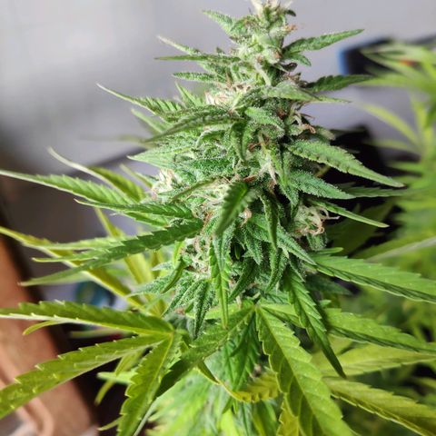 Genética desconocida growlog photo: Abundante escarcha.