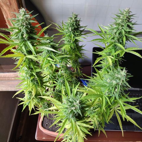 Genética desconocida growlog photo: Abundante escarcha.