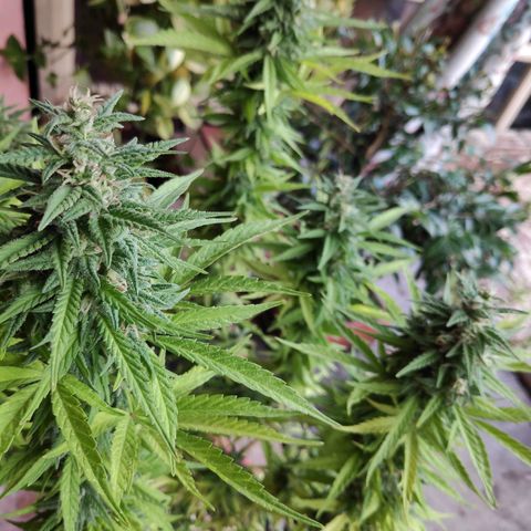 Genética desconocida growlog photo: Abundante escarcha.