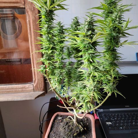 Genética desconocida growlog photo: Abundante escarcha.