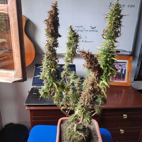 Genética desconocida growlog photo: Cosecha de cogollos.
2 ramas contaminadas.