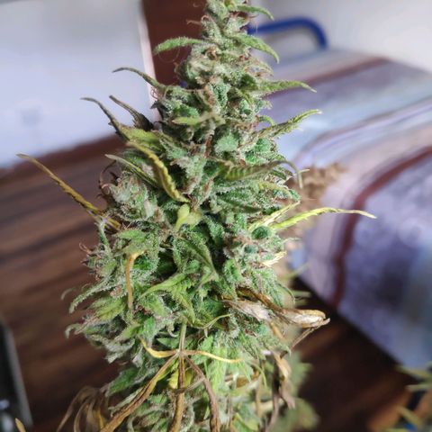 Genética desconocida growlog photo: Cosecha de cogollos.
2 ramas contaminadas.
