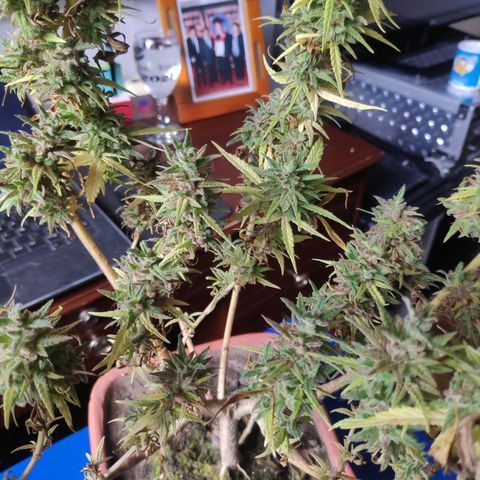 Genética desconocida growlog photo: Cosecha de cogollos.
2 ramas contaminadas.