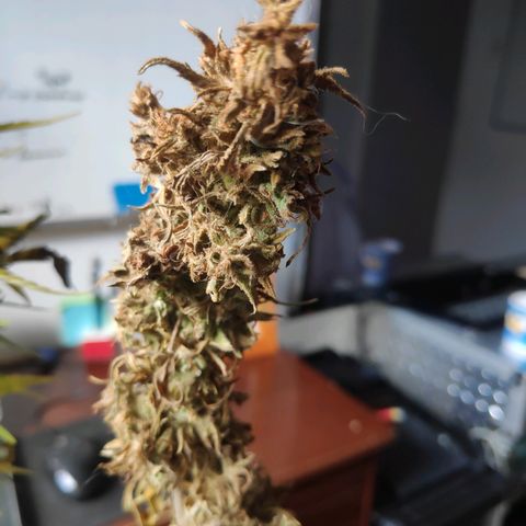 Genética desconocida growlog photo: Cosecha de cogollos.
2 ramas contaminadas.