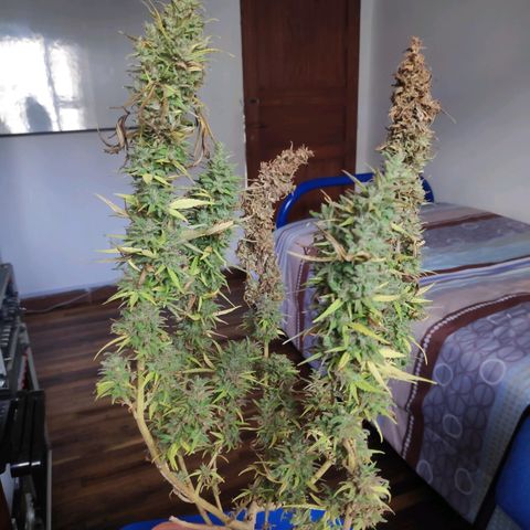 Genética desconocida growlog photo: Cosecha de cogollos.
2 ramas contaminadas.