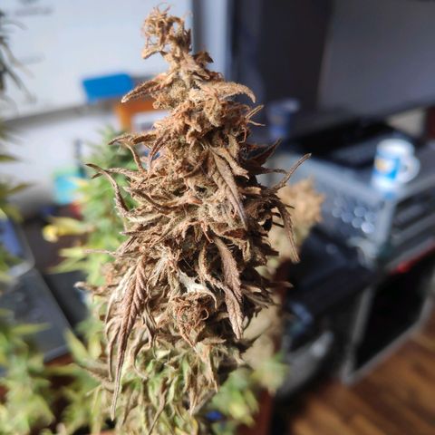 Genética desconocida growlog photo: Cosecha de cogollos.
2 ramas contaminadas.