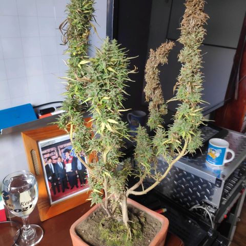 Genética desconocida growlog photo: Cosecha de cogollos.
2 ramas contaminadas.
