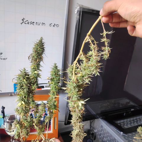 Genética desconocida growlog photo: Corte y secado de ramas contaminadas el día anterior.
Se separa la parte saludable de la contaminada.