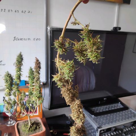 Genética desconocida growlog photo: Corte y secado de ramas contaminadas el día anterior.
Se separa la parte saludable de la contaminada.
