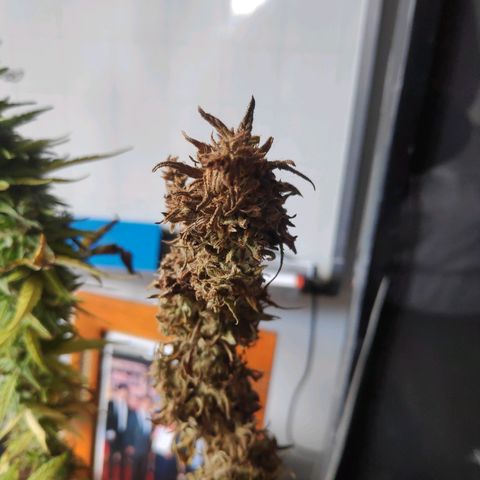 Genética desconocida growlog photo: Corte y secado de ramas contaminadas el día anterior.
Se separa la parte saludable de la contaminada.