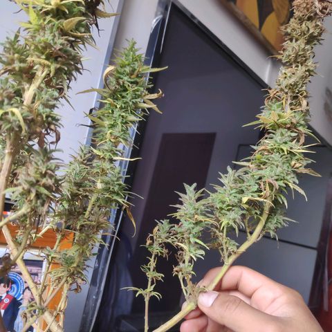 Genética desconocida growlog photo: Corte y secado de ramas contaminadas el día anterior.
Se separa la parte saludable de la contaminada.