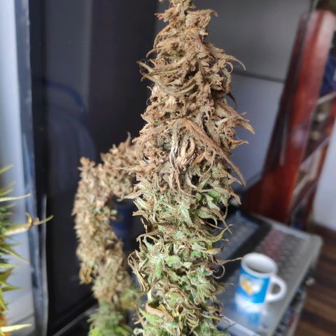 Genética desconocida growlog photo: Corte y secado de ramas contaminadas el día anterior.
Se separa la parte saludable de la contaminada.