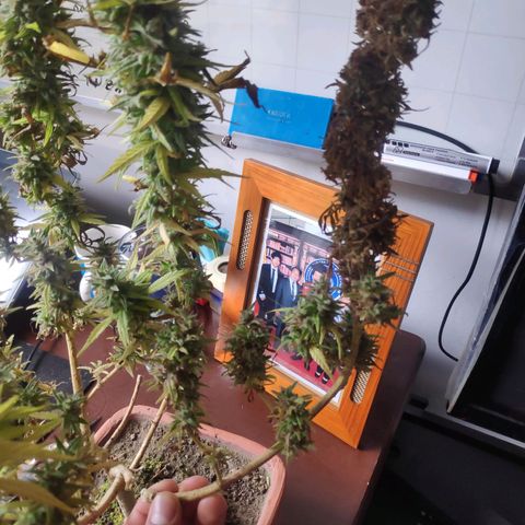 Genética desconocida growlog photo: Corte y secado de ramas contaminadas el día anterior.
Se separa la parte saludable de la contaminada.