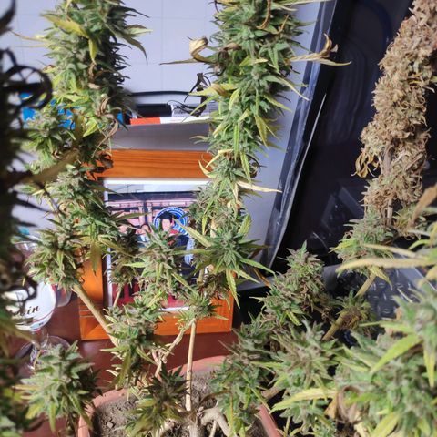 Genética desconocida growlog photo: Corte y secado de ramas contaminadas el día anterior.
Se separa la parte saludable de la contaminada.