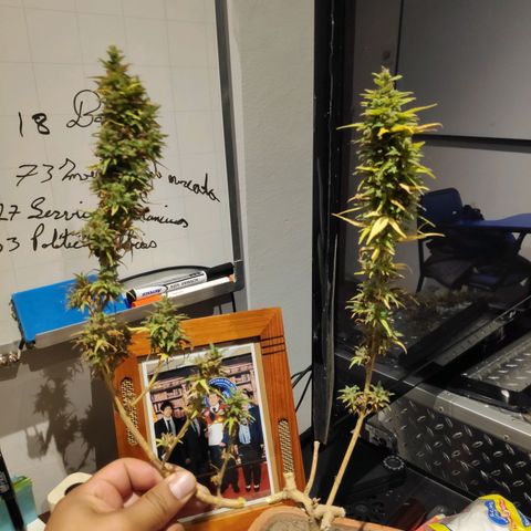 Genética desconocida growlog photo: Cosecha completa.
Inicio del secado junto con las ramas anteriores.