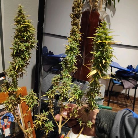 Genética desconocida growlog photo: Cosecha completa.
Inicio del secado junto con las ramas anteriores.