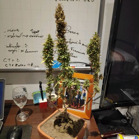 Genética desconocida growlog photo: Cosecha completa.
Inicio del secado junto con las ramas anteriores.