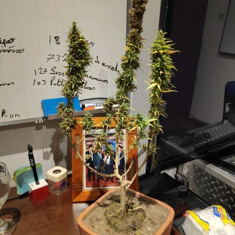 Genética desconocida growlog photo: Cosecha completa.
Inicio del secado junto con las ramas anteriores.
