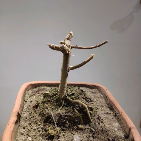 Genética desconocida growlog photo: Cosecha completa.
Inicio del secado junto con las ramas anteriores.