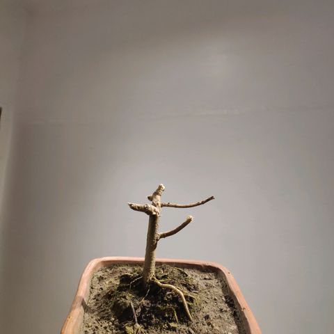 Genética desconocida growlog photo: Cosecha completa.
Inicio del secado junto con las ramas anteriores.