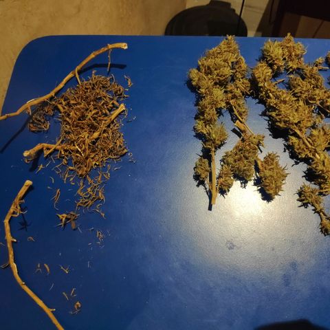 Genética desconocida growlog photo: Inicio del proceso de curado.
Queda 1 rama por secar.